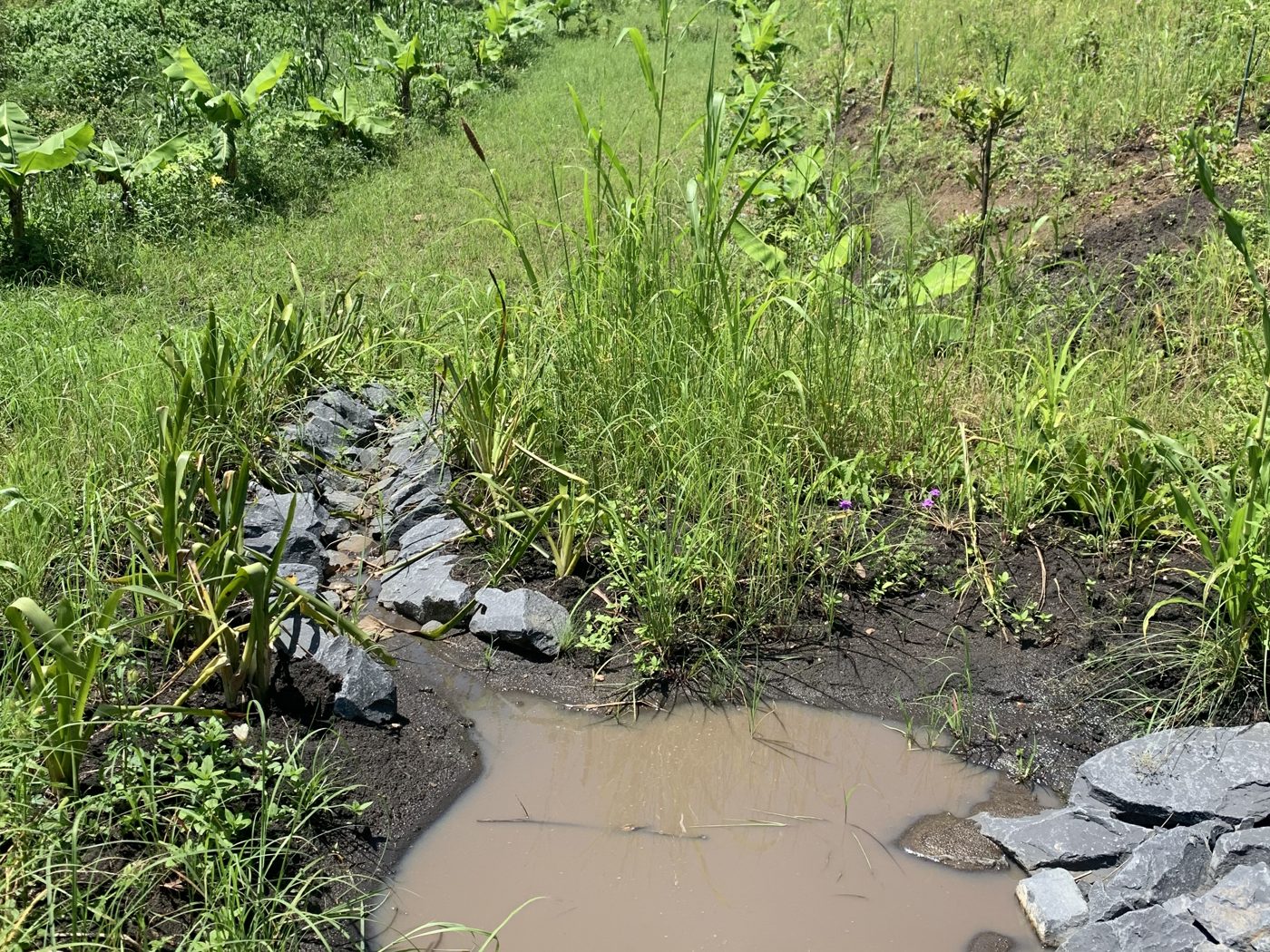 Regenerated swale with dense planting and water flow