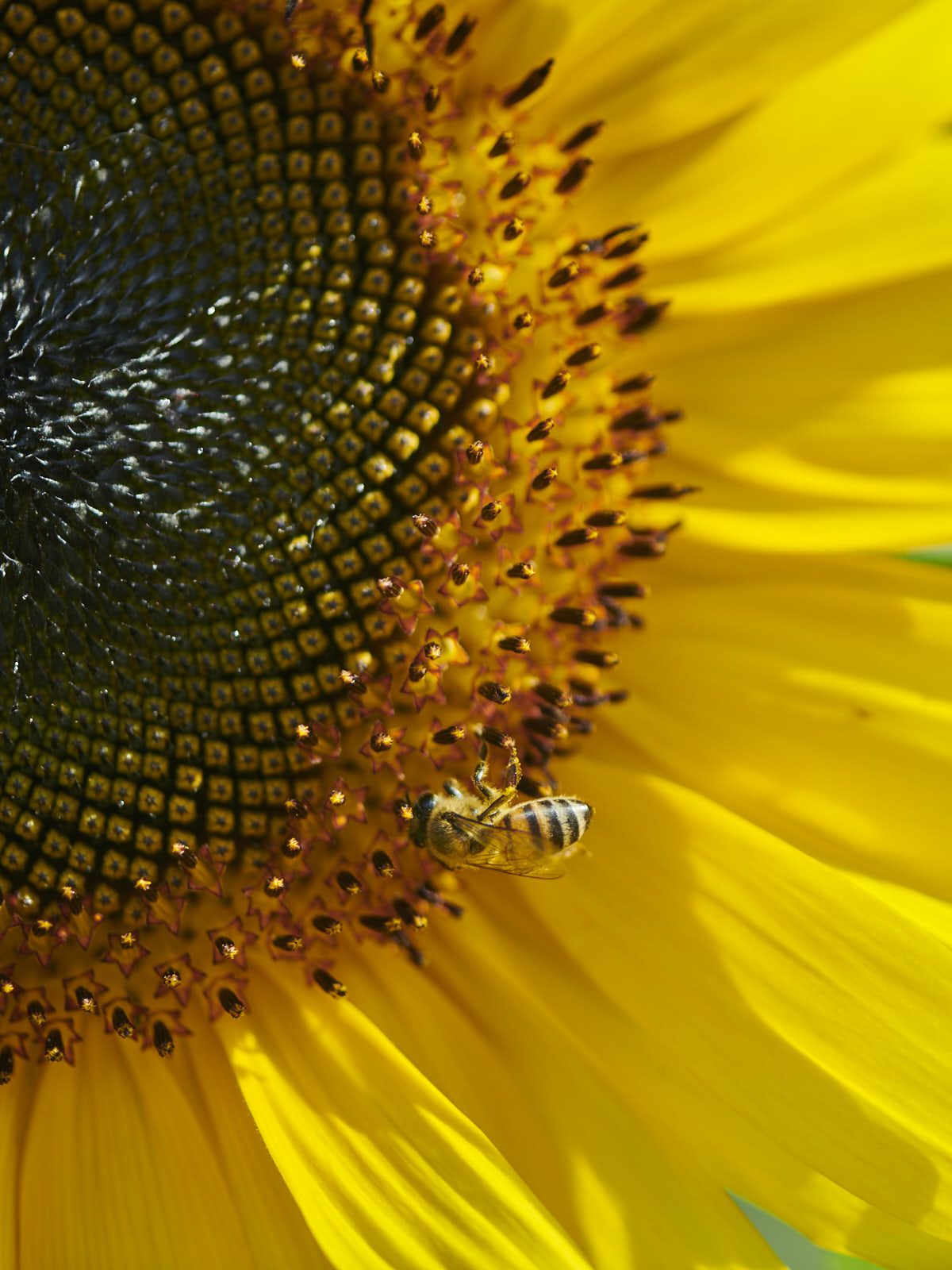 Close-up of a sunflower with a bee — regenerative agriculture and biodiversity